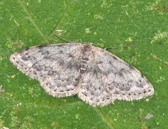 Scopula marginepunctata Gze adulte - ©Philippe Mothiron