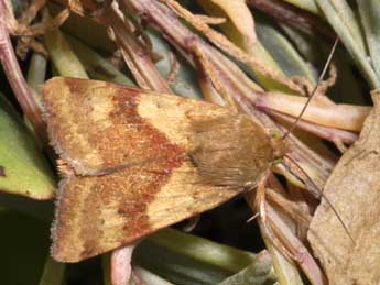 Heliothis maritima Grasl. adulte - Philippe Mothiron