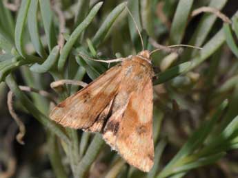 Heliothis maritima Grasl. adulte - Philippe Mothiron