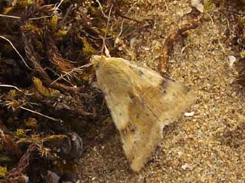 Heliothis maritima Grasl. adulte - Fabien Verfaillie