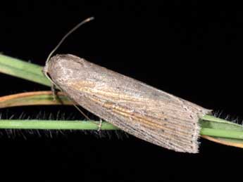 Chilodes maritima Tauscher adulte - Philippe Mothiron