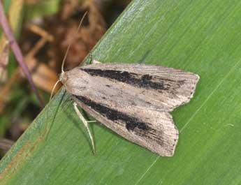 Chilodes maritima Tauscher adulte - Philippe Mothiron