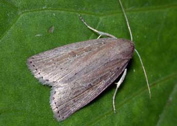 Chilodes maritima Tauscher adulte - Philippe Mothiron