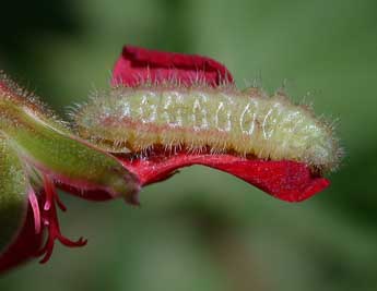  Chenille de Cacyreus marshalli Butler - ©Philippe Mothiron