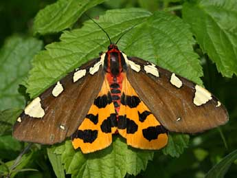 Arctia matronula L. adulte - ©Yoann Pelouard