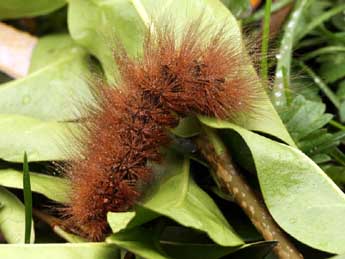  Chenille de Arctia matronula L. - ©Daniel Morel