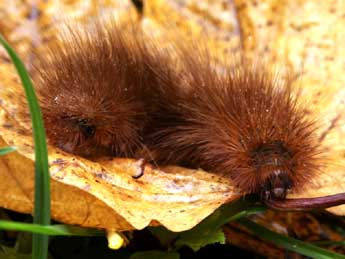  Chenille de Arctia matronula L. - ©Daniel Morel