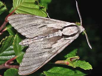 Hyloicus corsica Hax., Malic. & Roug. adulte - ©Herv Guyot