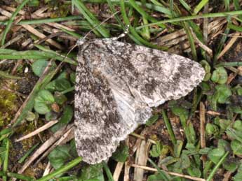 Acronicta megacephala D. & S. adulte - ©Philippe Mothiron