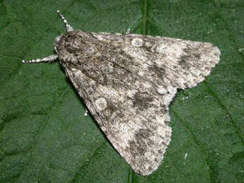 Acronicta megacephala D. & S. adulte - Philippe Mothiron