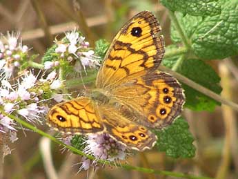 Lasiommata megera L. adulte - Catherine Wellings