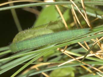  Chenille de Lasiommata megera L. - Tristan Lafranchis