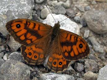 Lasiommata megera L. adulte - Philippe Mothiron