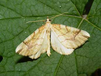 Eulithis mellinata F. adulte - Guillaume (www.papillon-poitou-charentes.org)