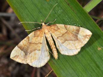 Eulithis mellinata F. adulte - Philippe Mothiron