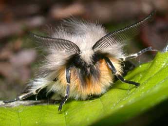 Diaphora mendica Cl. adulte - ©Philippe Mothiron