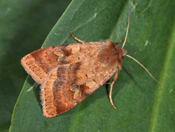 Diarsia mendica F. adulte - Philippe Mothiron