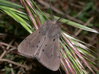 Diaphora mendica Cl. adulte - Philippe Mothiron