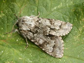 Acronicta menyanthidis Esp. adulte - Daniel Morel