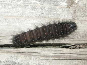  Chenille de Acronicta menyanthidis Esp. - Christine Devilliers