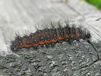  Chenille de Acronicta menyanthidis Esp. - Christine Devilliers