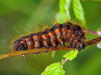  Chenille de Acronicta menyanthidis Esp. - ©Jean-Franois Maradan