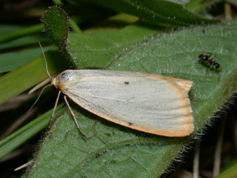 Cybosia mesomella L. adulte - ©Philippe Mothiron