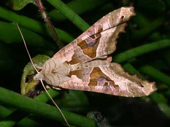 Phlogophora meticulosa L. adulte - Philippe Mothiron