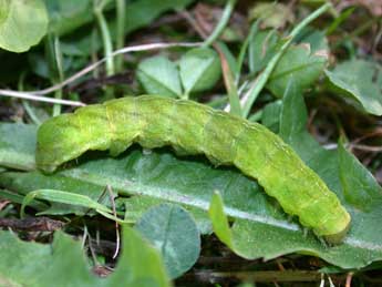  Chenille de Phlogophora meticulosa L. - Philippe Mothiron