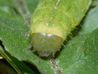  Chenille de Phlogophora meticulosa L. - Philippe Mothiron