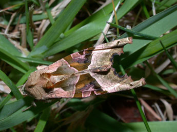 Phlogophora meticulosa L. adulte - Philippe Mothiron