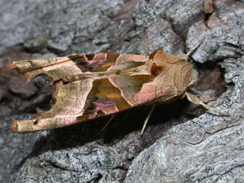 Phlogophora meticulosa L. adulte - Philippe Mothiron