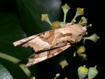 Phlogophora meticulosa L. adulte - Philippe Mothiron