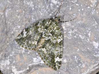 Chloroclysta miata L. adulte - ©Philippe Mothiron