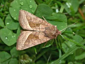 Hydraecia micacea Esp. adulte - Herv Guyot