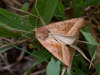 Hydraecia micacea Esp. adulte - Philippe Mothiron