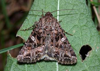 Anarta odontites Bsdv. adulte - ©Philippe Mothiron