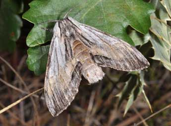 Harpyia milhauseri F. adulte - Philippe Mothiron