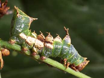  Chenille de Harpyia milhauseri F. - ©Philippe Mothiron