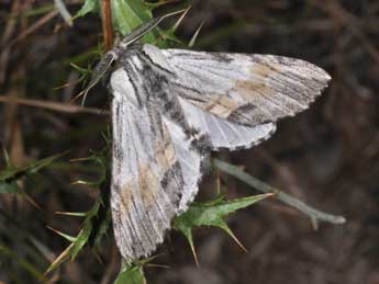 Harpyia milhauseri F. adulte - Philippe Mothiron