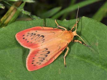 Miltochrista miniata Forst. adulte - ©Philippe Mothiron