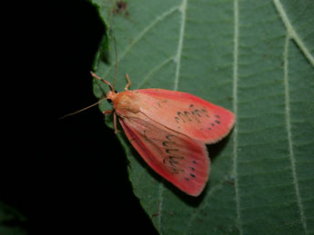 Miltochrista miniata Forst. adulte - ©Philippe Mothiron