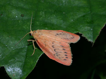 Miltochrista miniata Forst. adulte - ©Philippe Mothiron