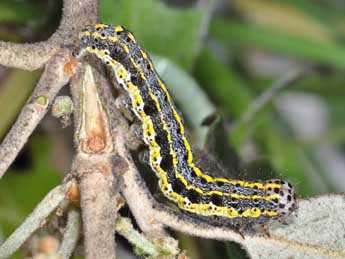  Chenille de Orthosia miniosa D. & S. - ©Philippe Mothiron