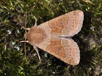 Orthosia miniosa D. & S. adulte - ©Philippe Mothiron