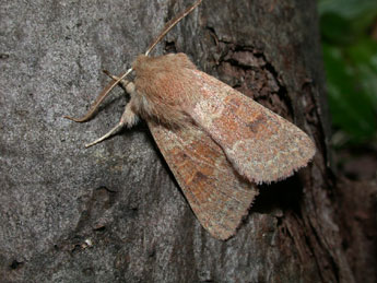 Orthosia miniosa D. & S. adulte - Philippe Mothiron