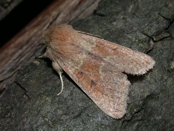 Orthosia miniosa D. & S. adulte - Philippe Mothiron