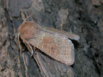 Orthosia miniosa D. & S. adulte - ©Philippe Mothiron