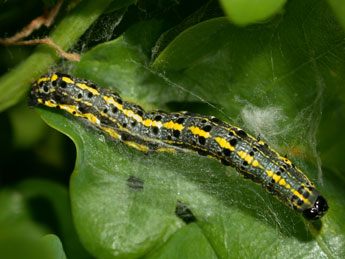  Chenille de Orthosia miniosa D. & S. - Philippe Mothiron