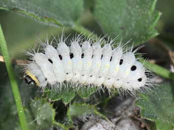  Chenille de Zygaena minos D. & S. - Philippe Mothiron